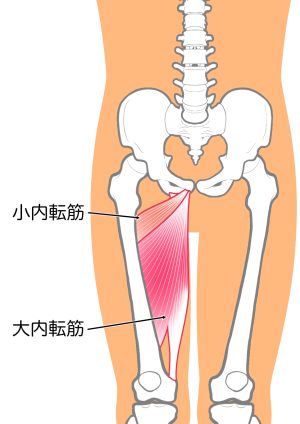 内転筋