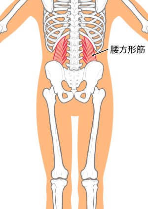 腰方形筋