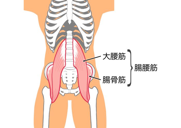 腸腰筋